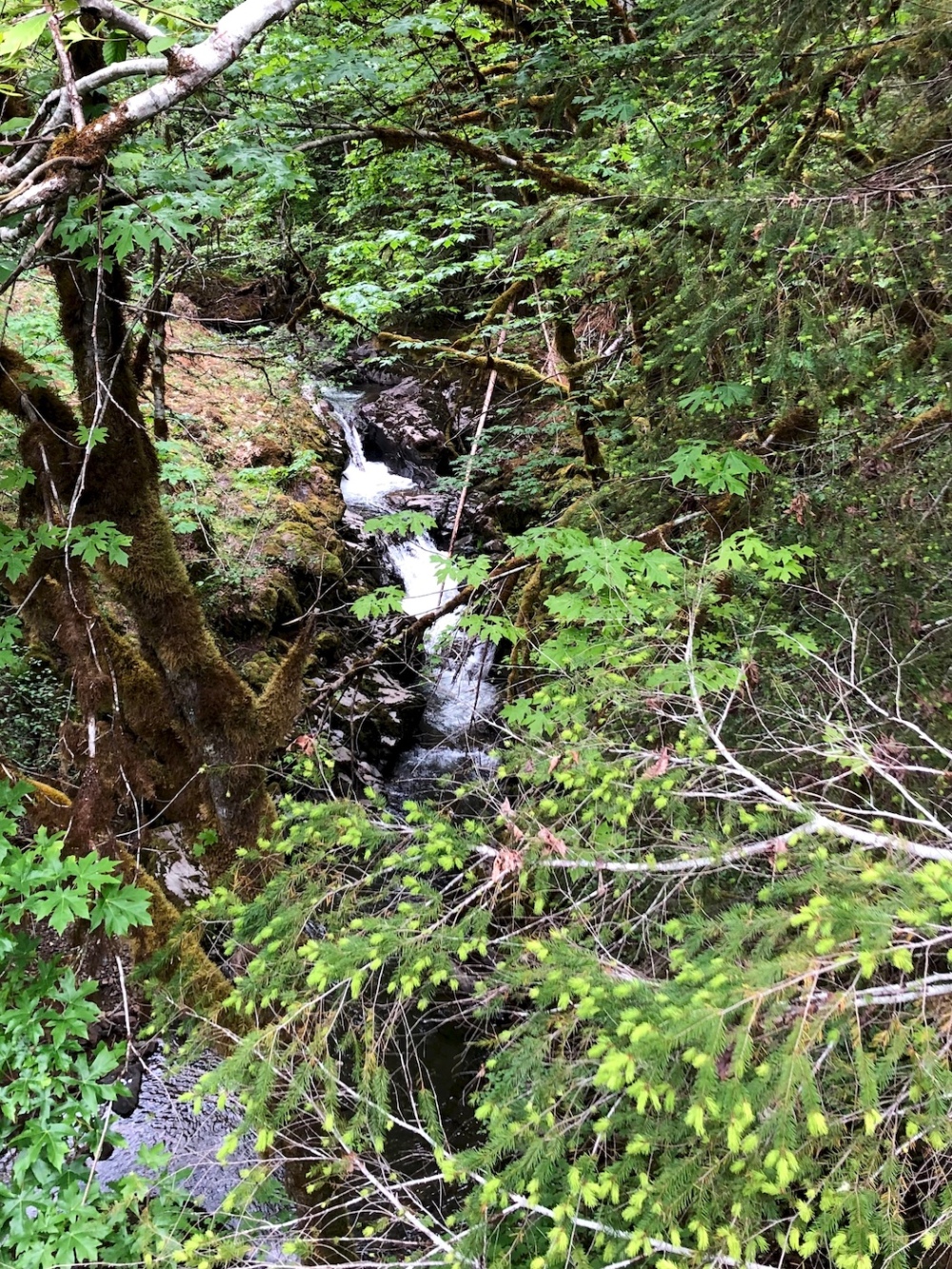 Junetta Creek Falls